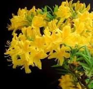 Giant Rhododendron Yellow Flower Seeds for Planting – Heirloom Non-GMO High Germination Organic Garden Seeds