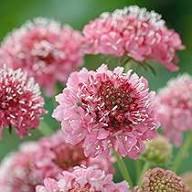 Scabious Flower Seeds for Planting – Heirloom, Non-GMO, High Germination Organic Garden Seeds