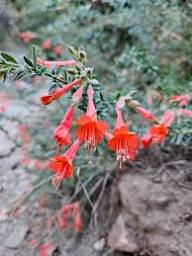 Semillas de flor de Epilobium Canum rojo para plantar – Semillas de jardín orgánicas de alta germinación, no transgénicas, reliquia