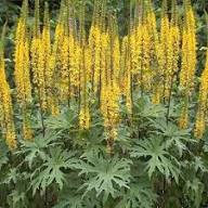 Yellow Ligularia Flower Seeds – Heirloom Non-GMO High Germination Organic Garden Seeds