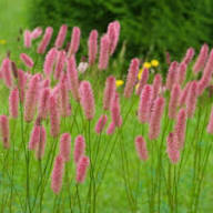 Pink Organic Sanguisorba Flower Seeds – Heirloom Non-GMO High Germination Organic Garden Seeds