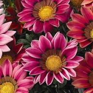 Pink Gazania Flower Seeds – Heirloom, Non-GMO High Germination Seeds for Planting | Organic Garden Seeds