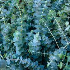 Green Eucalyptus herb seeds