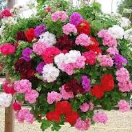 Geranium Apple Flower Seeds Mixed – Heirloom, Non-GMO, High Germination Seeds