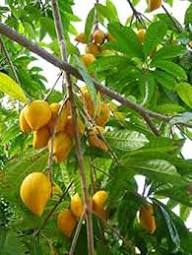 Lucuma Nervosa Seeds Yellow Heirloom Non-GMO High Germination Organic Garden Seeds for Planting