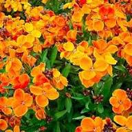 Orange Cheiranthus Cheirii Flower Seeds – Heirloom Non-GMO High Germination Organic