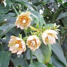 Pereskia Flower Seeds Heirloom Non-GMO High Germination Organic Garden Seeds for Planting