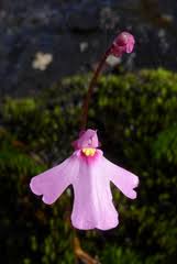 Pink Utricularia Flower Seeds Heirloom Non-GMO High Germination Organic Garden Seeds
