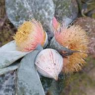 Red Eucalyptus Macrocarpa Rosa Flower Seeds for Planting – Heirloom, Non-GMO, High Germination Organic Garden Seeds