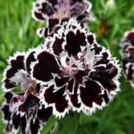 White Black Carnation Flower Seeds – Heirloom, Non-GMO, High Germination Organic Garden Seeds for Planting