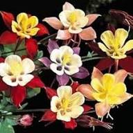 Mixed Columbine Flower Seeds – Heirloom, Non-GMO, High Germination Organic Garden Seeds for Planting