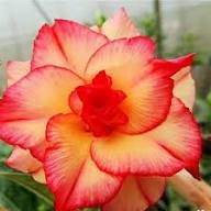 Orange Desert Rose Flower Seeds for Planting – Heirloom Non-GMO High Germination Organic Garden Seeds