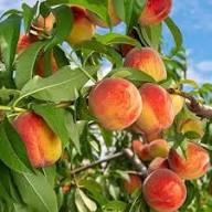 Mixed Peach Seeds – Heirloom, Non-GMO, High Germination Organic Garden