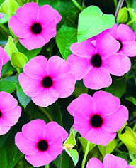 Thunbergia Flower Seeds Pink Heirloom Non-GMO High Germination Organic Garden Seeds for Planting