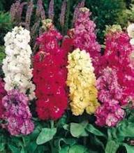 Mixed Incana Flower Seeds – Heirloom, Non-GMO, High Germination Seeds