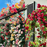 Mix Climbing Rose Flower Seeds for Planting – Heirloom Non-GMO High Germination Organic Garden Seeds