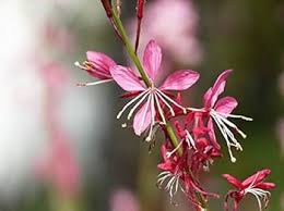 Pink Gaura Lindheimeri Flower Seeds – Heirloom, Non-GMO High Germination Seeds for Planting | Organic Garden Seeds