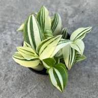 Tradescantia Seeds – Heirloom, Non-GMO, High Germination Organic Seeds