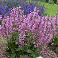 Pinker Salbei Blumensamen – Alte Sorte, gentechnikfrei, hohe Keimfähigkeit Bio-Gartensamen zum Pflanzen