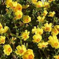 Yellow Purslane Flower Seeds – Heirloom Non-GMO High Germination Organic Garden Seeds