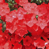 Red Phlox Perennial Flower Seeds for Planting – Heirloom, Non-GMO, High Germination Organic Garden Seeds