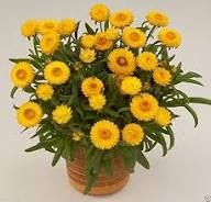 Xerochrysum Flower Seeds Yellow – Heirloom, Non-GMO, High Germination