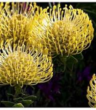 Yellow Protea Flower Seeds – Heirloom Non-GMO High Germination Organic Garden Seeds