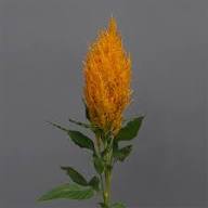 Yellow Astilbe Flower Seeds for Planting – Heirloom, Non-GMO, High Germination Organic Garden Seeds