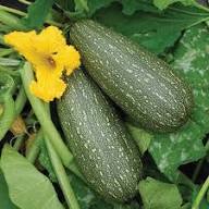 Sicilian Zucchini Seeds – Heirloom, Non-GMO, High Germination Organic Vegetable Garden Seeds