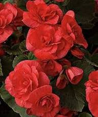 Red Double Begonia Flower Seeds for Planting – Heirloom, Non-GMO, High Germination Organic Garden Seeds