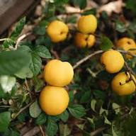 Yellow Chaenomeles Seeds – Heirloom, Non-GMO, High Germination Organic Garden Seeds for Planting