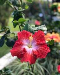 Semillas de flores de hibisco rojo y blanco para plantar – Semillas de jardín orgánicas reliquia no transgénicas de alta germinación