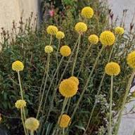 Pycnosorus Flower Seeds Heirloom Non-GMO High Germination Organic Garden Seeds for Planting