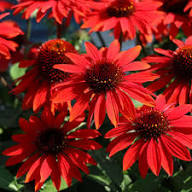 Red Coneflower Seeds – Heirloom, Non-GMO, High Germination Organic Garden Seeds for Planting