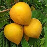 Canistel Seeds Yellow Heirloom Non-GMO High Germination Organic Garden Seeds for Planting