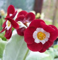 Primula Auricula Flower Seeds Red Heirloom Non-GMO High Germination Organic Garden Seeds for Planting