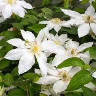 White Clematis Autumn Flower Seeds Heirloom Non-GMO High Germination Organic Garden Seeds for Planting