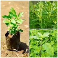 Grüne Heilige Basilikum Tulsi Pflanzensamen, Alte Sorte, gentechnikfrei, hohe Keimrate, Bio-Gartensamen zum Pflanzen