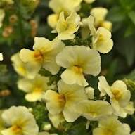 Yellow Nemesie Flower Seeds – Heirloom, Non-GMO, High Germination Organic Seeds