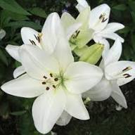 White Lilium Flower Seeds Heirloom Non-GMO High Germination Organic Garden Seeds for Planting