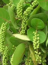 Green Coccoloba Uvifera Seeds Heirloom Non-GMO High Germination Organic Garden Seeds for Planting