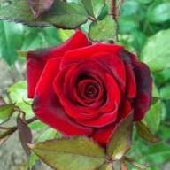 Perennial Red Rose Flower Seeds for Planting – Heirloom Non-GMO High Germination Organic Garden Seeds
