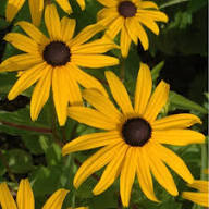 Perennial Rudbeckia Flower Seeds for Planting – Heirloom, Non-GMO, High Germination Organic Garden Seeds