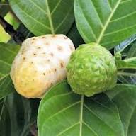 Morinda Citrifolia Fruit Seeds for Cultivation – Heirloom, Non-GMO, High Germination Organic Garden Seeds for Home Garden