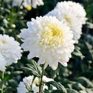 White Perennial Flower Seeds for Planting | Heirloom Non-GMO High Germination Organic Garden Seeds