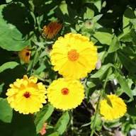 Yellow Calendula Flower Seeds – Heirloom, Non-GMO, High Germination Organic Seeds