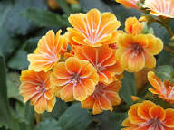 Yellow Orange Lewisia Flower Seeds – Heirloom, Non-GMO, High Germination Organic Seeds