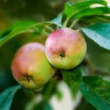 Apple Seeds And Growing Green Heirloom Non-GMO High Germination Organic Garden Seeds for Planting