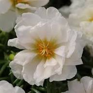 White Purslane Flower Seeds – Heirloom, Non-GMO, High Germination Organic Garden Seeds for Planting