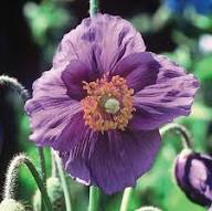Purple Meconopsis Flower Seeds – Heirloom, Non-GMO, High Germination Organic Garden Seeds for Planting Seeds for Planting